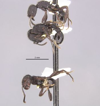 Media type: image;   Entomology 20591 Aspect: habitus lateral view